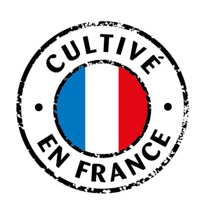 CULTIVE EN FRANCE- masculin florette