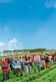 Coopérative agriculteurs Florette