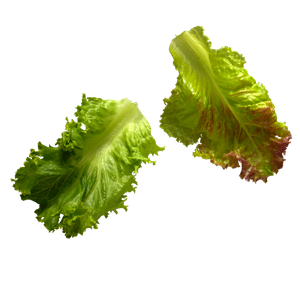 Ingrédient - Jeunes Pousses Salade