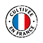 Cultivée en France
